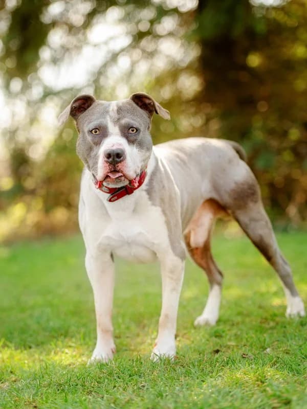 Banjo, male 7yo Mixed Breed for adoption at Tierheim Leipzig, Leipzig