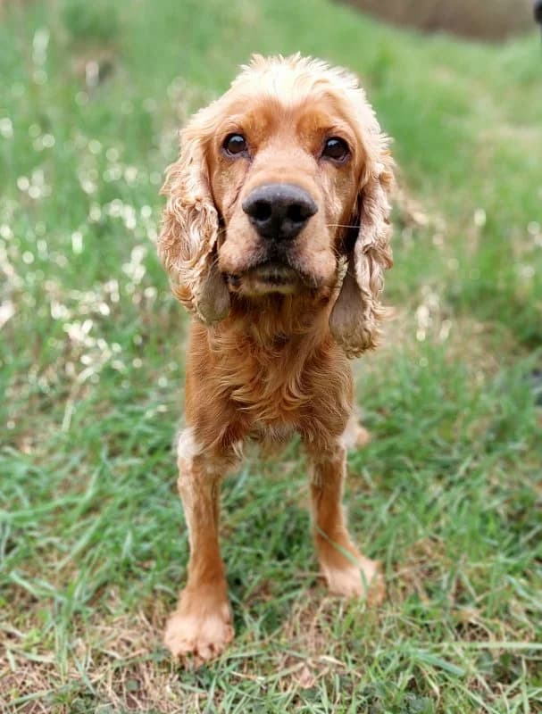 Marco, male senior Cocker Spaniel for adoption at Tierheim Leipzig, Leipzig
