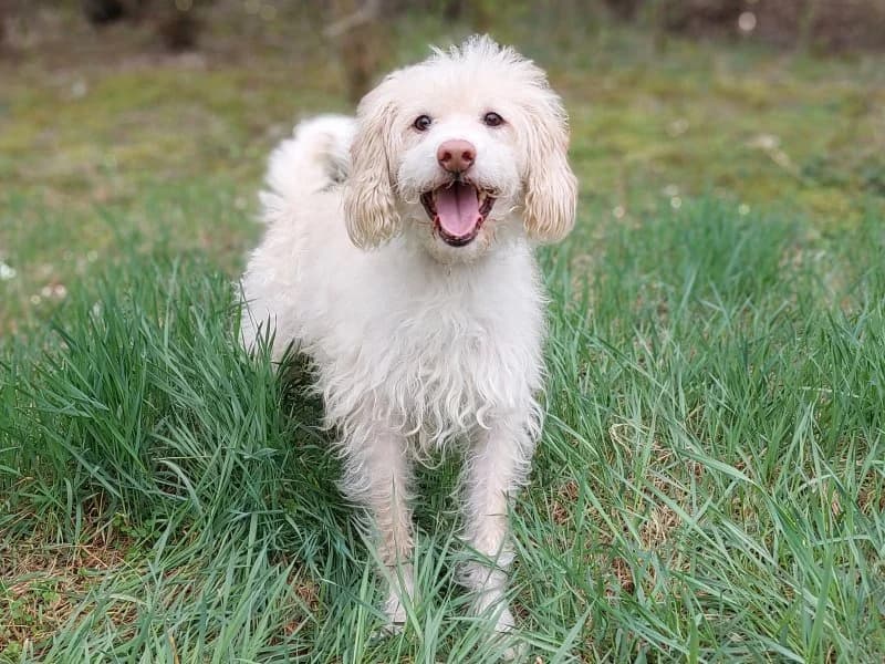 Struppi, male senior Mixed Breed for adoption at Tierheim Leipzig, Leipzig