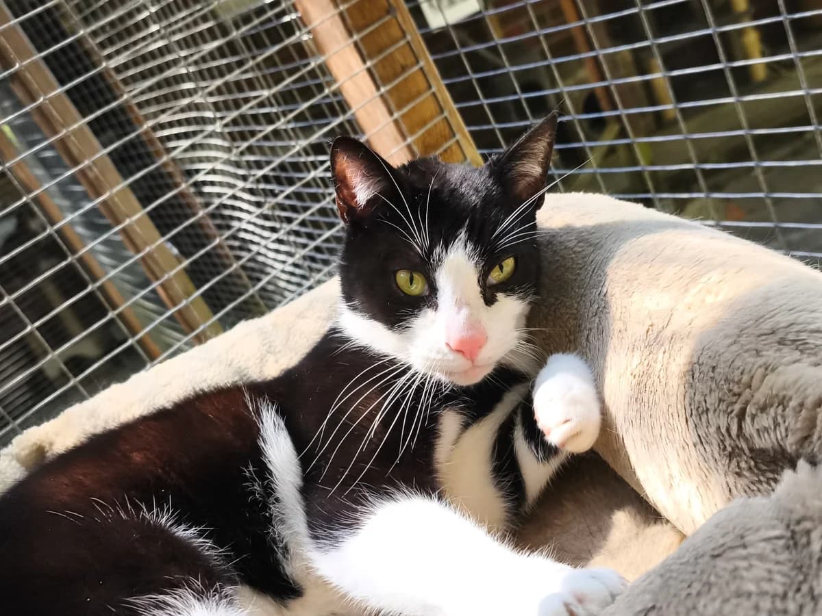 Juli, female 4yo European Shorthair for adoption at Tierheim Osnabrück, Osnabrück