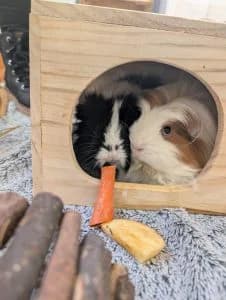 Bibble & Bruno, male mixed breed for adoption at Tierheim Regensburg, Regensburg