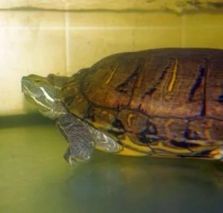 Plitsch-Platsch, male Mixed Breed for adoption at Tierheim Wiesbaden, Wiesbaden