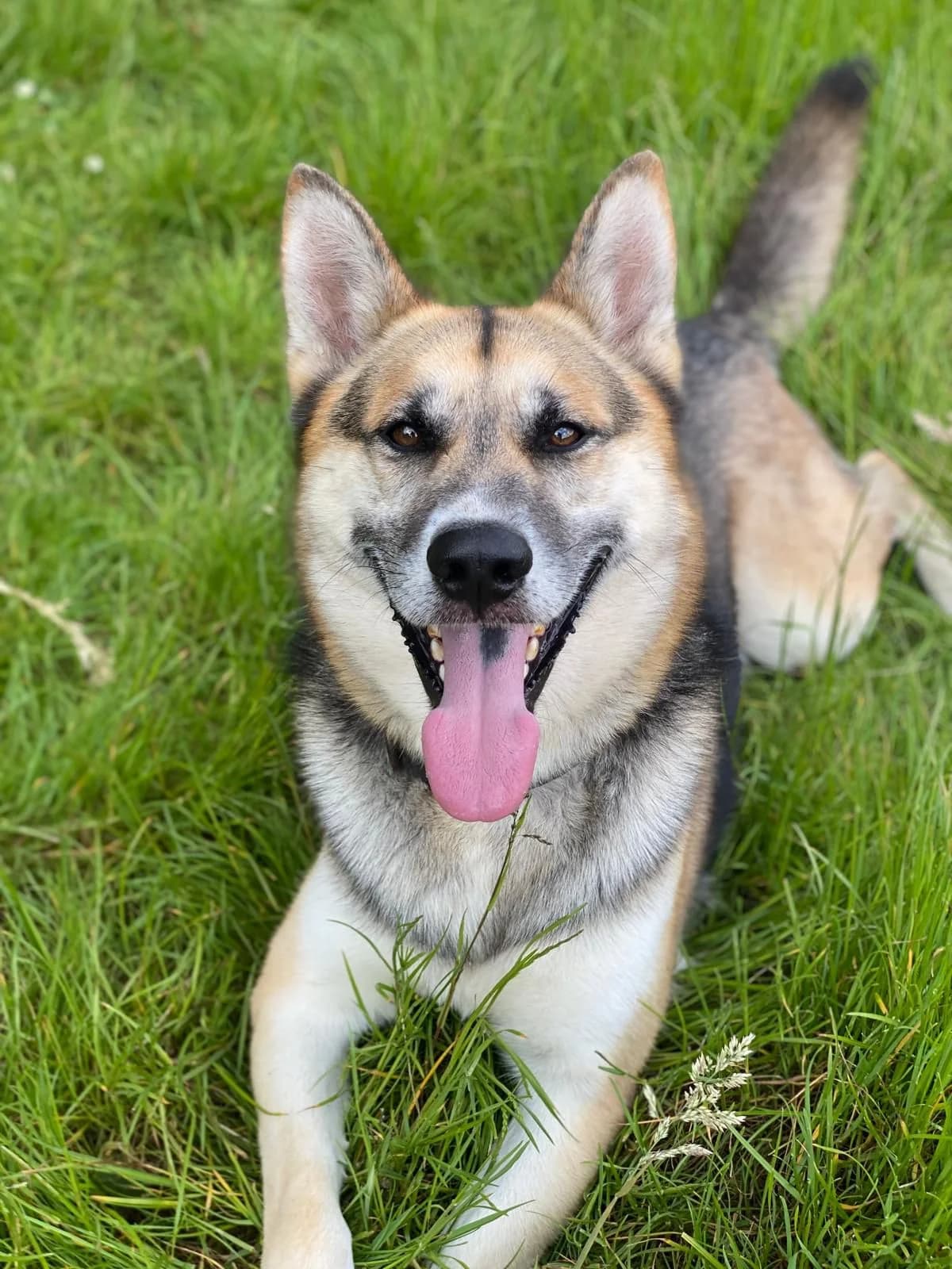 Murphy, tan male German Shepherd for adoption at Tierheim Osnabrück, Osnabrück