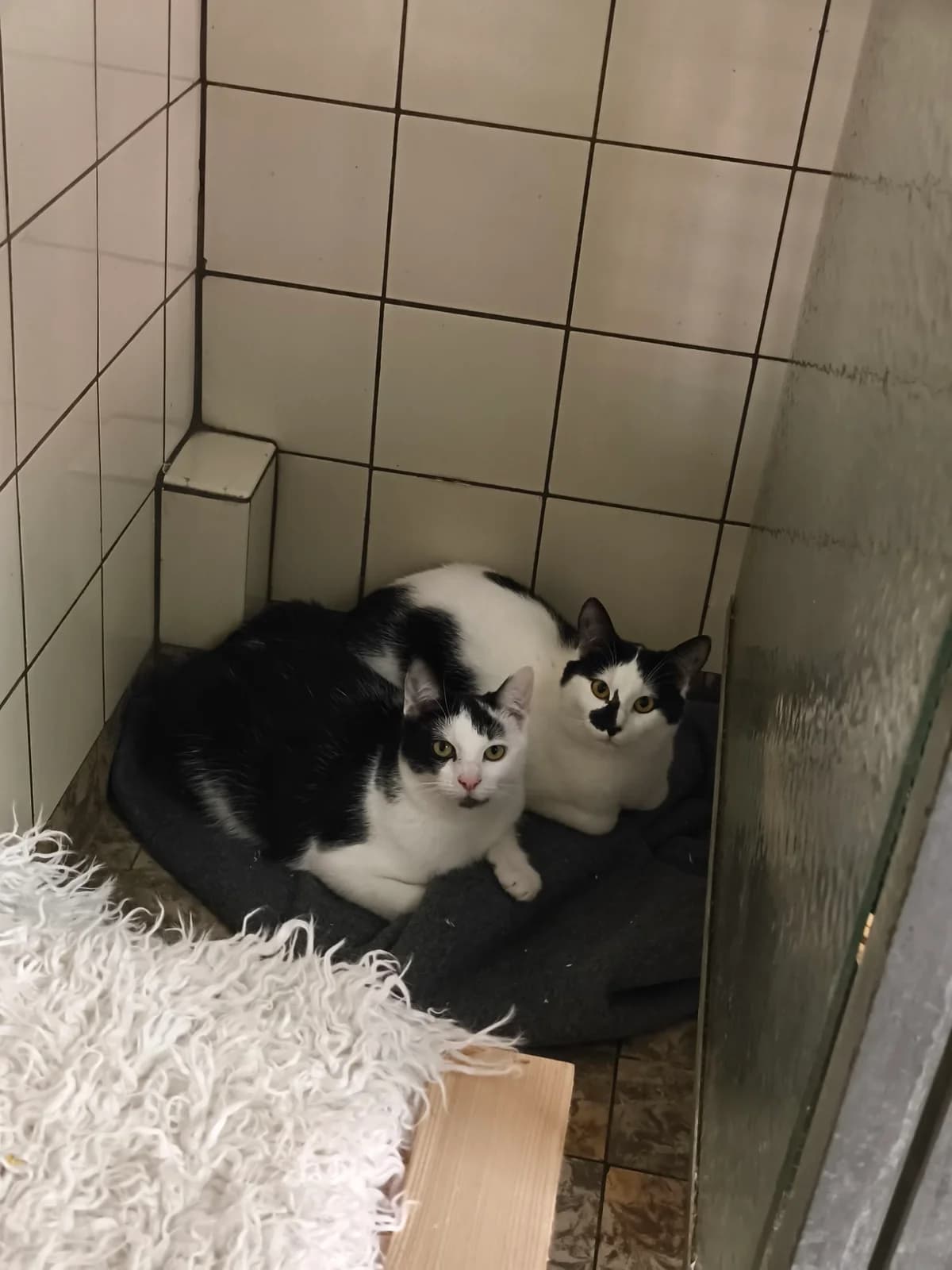 Shy, Jerry und Ivan, black and white  European Shorthair for adoption at Tierheim Osnabrück, Osnabrück