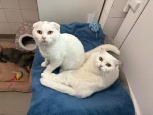 Nutella, Nutoka & Nuspli, male Scottish Fold for adoption at Tierheim Regensburg, Regensburg