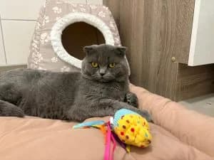 Nutella, Nutoka & Nuspli, white male Scottish Fold for adoption at Tierheim Regensburg, Regensburg — photo 2 of 4