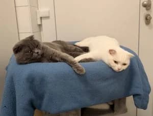 Nutella, Nutoka & Nuspli, white male Scottish Fold for adoption at Tierheim Regensburg, Regensburg — photo 3 of 4