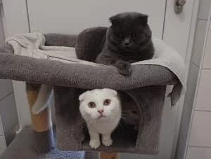 Nutella, Nutoka & Nuspli, white male Scottish Fold for adoption at Tierheim Regensburg, Regensburg — photo 4 of 4