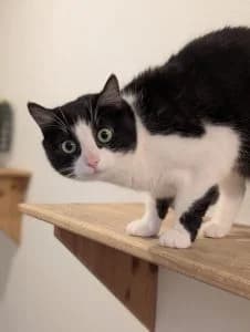 Smokey, female European Shorthair for adoption at Tierheim Regensburg, Regensburg