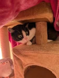 Smokey, black and white female European Shorthair for adoption at Tierheim Regensburg, Regensburg — photo 2 of 3