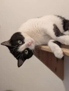 Smokey, black and white female European Shorthair for adoption at Tierheim Regensburg, Regensburg — photo 3 of 3