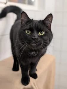 Sirko & Suzi, male European Shorthair for adoption at Tierheim Regensburg, Regensburg