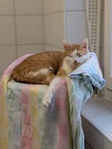 Sirko & Suzi, black male European Shorthair for adoption at Tierheim Regensburg, Regensburg — photo 2 of 4