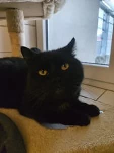 Sirko & Suzi, black male European Shorthair for adoption at Tierheim Regensburg, Regensburg — photo 3 of 4