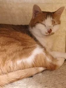 Sirko & Suzi, black male European Shorthair for adoption at Tierheim Regensburg, Regensburg — photo 4 of 4