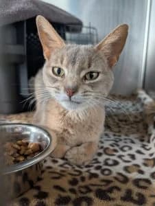 Cinnamon, female mixed breed for adoption at Tierheim Regensburg, Regensburg