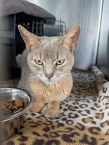 Cinnamon, cream tabby female mixed breed for adoption at Tierheim Regensburg, Regensburg — photo 2 of 2