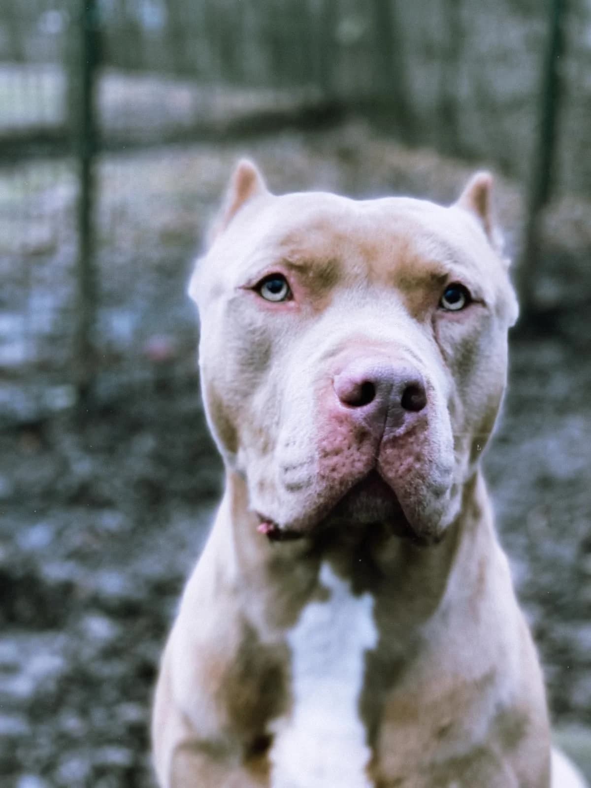 Mäx, male 4yo mixed breed for adoption at Tierheim Osnabrück, Osnabrück