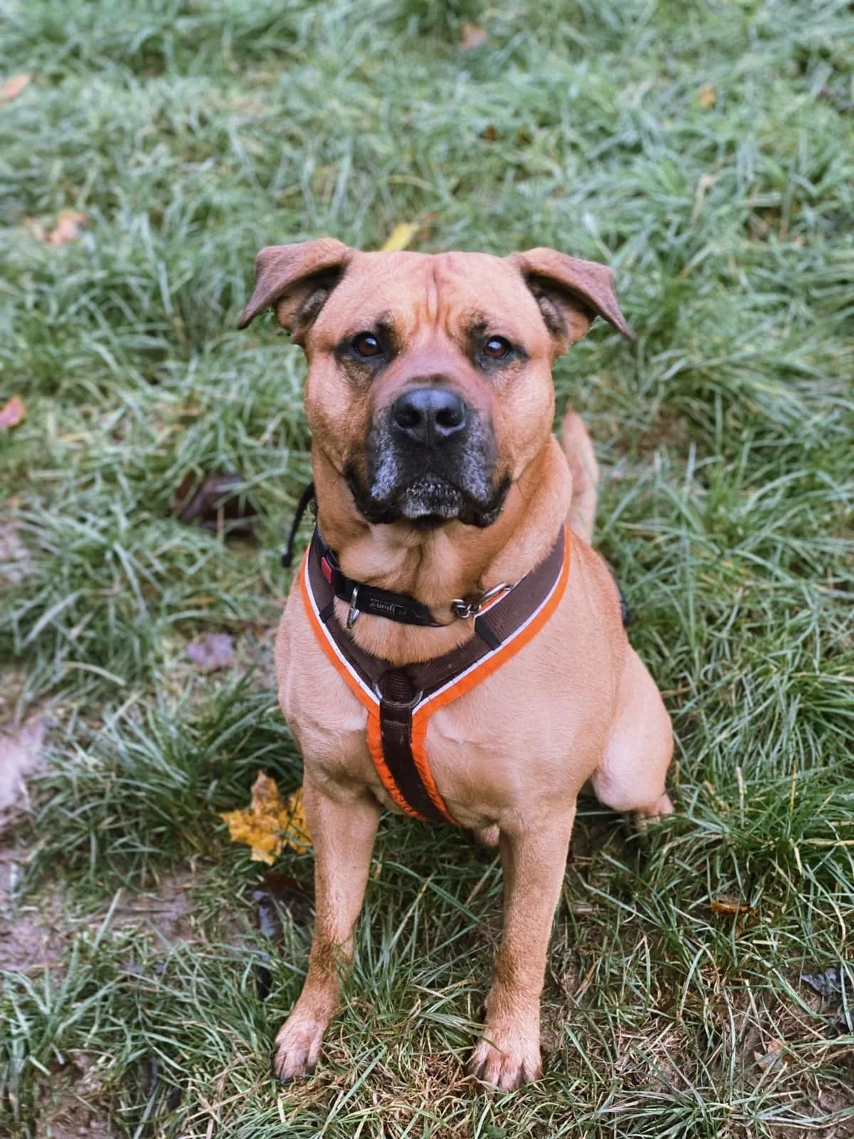 Gustav, male 6yo American Staffordshire Terrier for adoption at Tierheim Osnabrück, Osnabrück