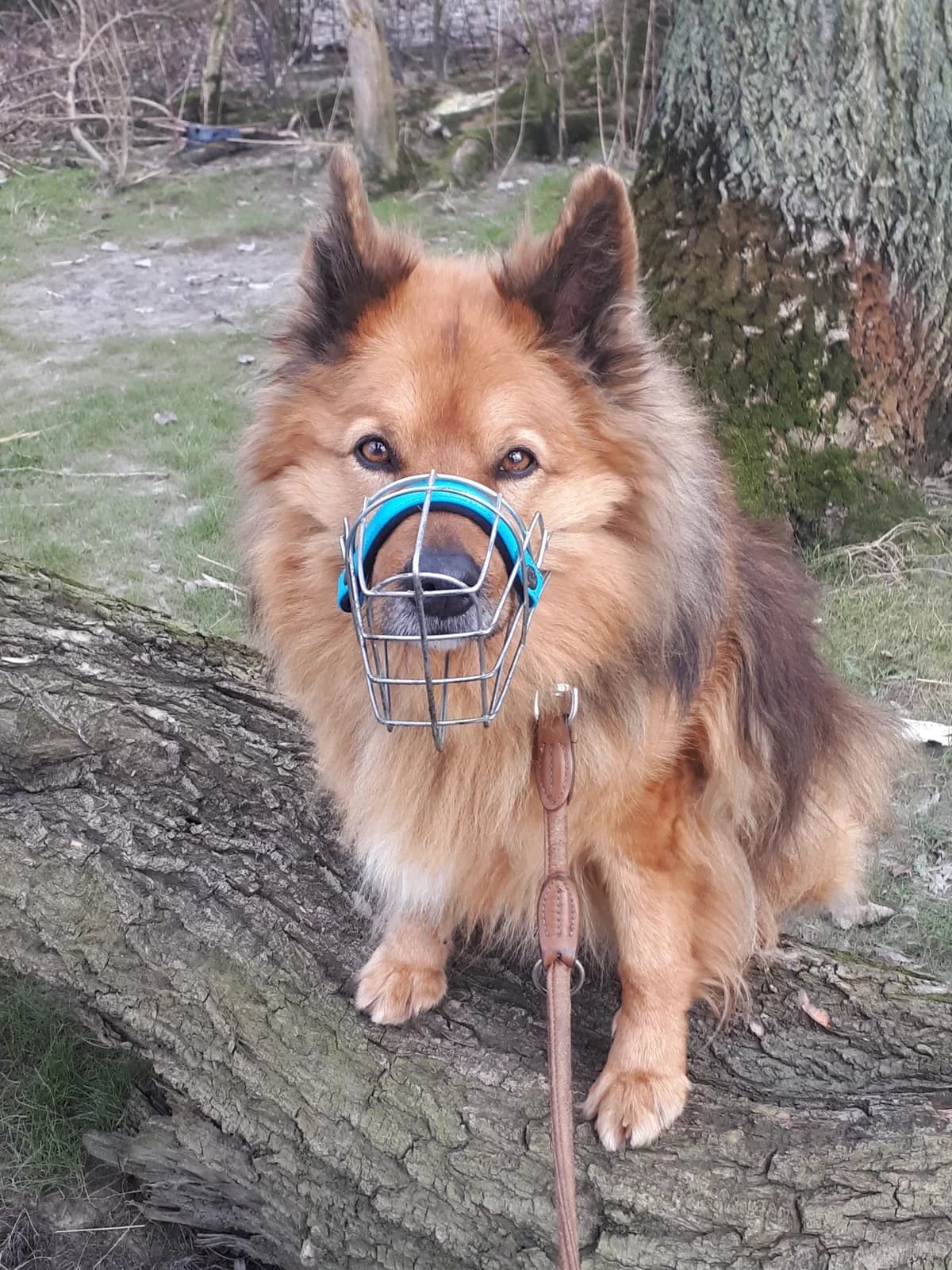 Pelle, braun mit schwarzer Decke male Border Collie for adoption at Tierheim Hamburg, Hamburg