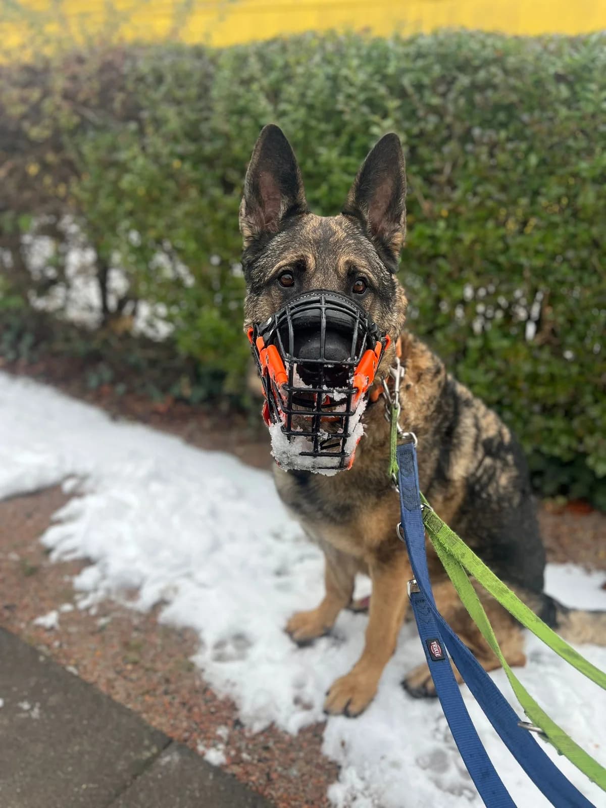 Levy, braun-schwarz male 3yo German Shepherd for adoption at Tierheim Hamburg, Hamburg