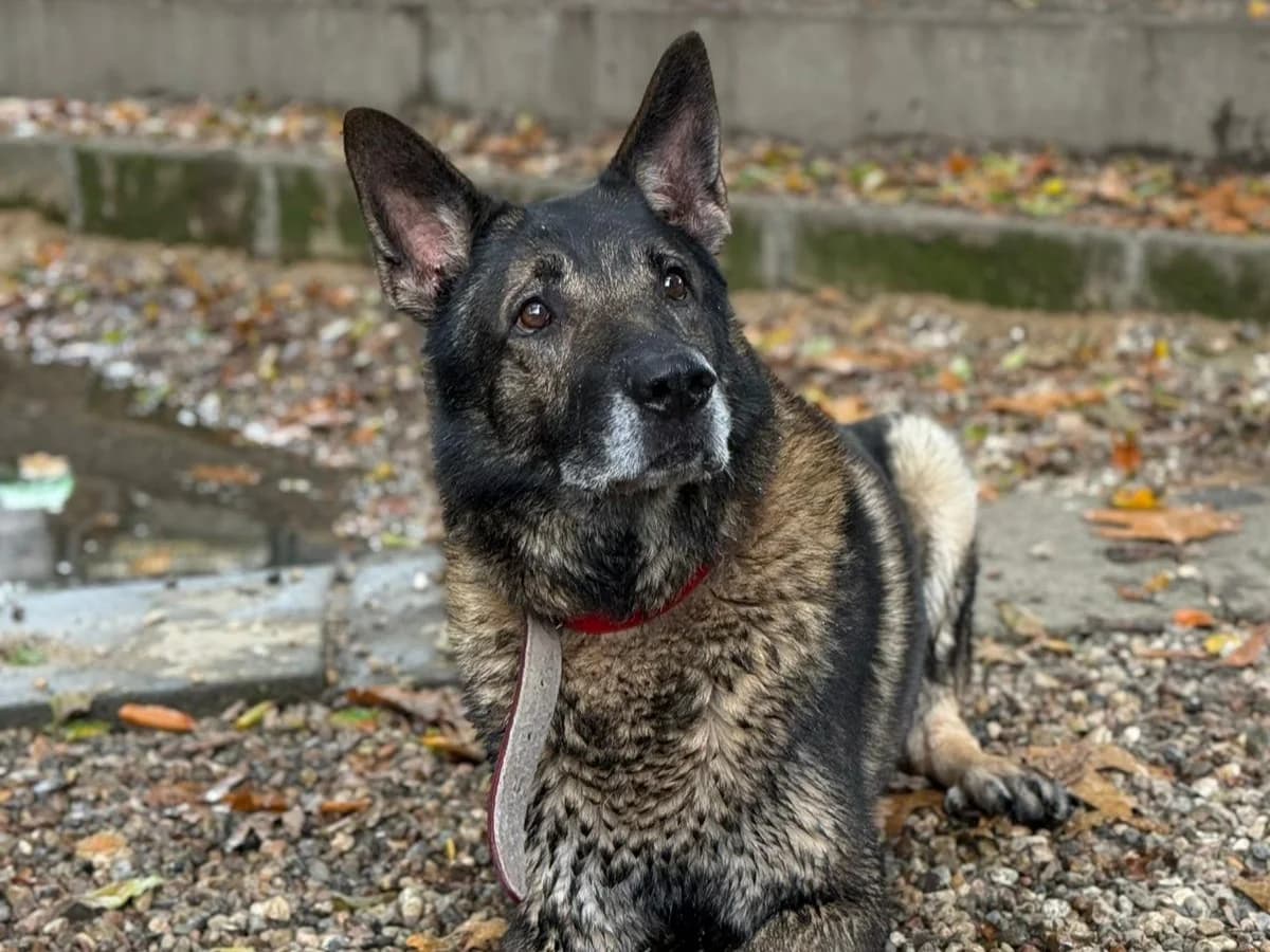Lago, schwarz mit braun und grau male 7yo German Shepherd for adoption at Tierheim Hamburg, Hamburg