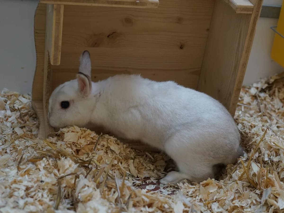 Harry P, weiß schimmernd mit braunen OhrenAlter: adult male mixed breed for adoption at Tierheim Hamburg, Hamburg
