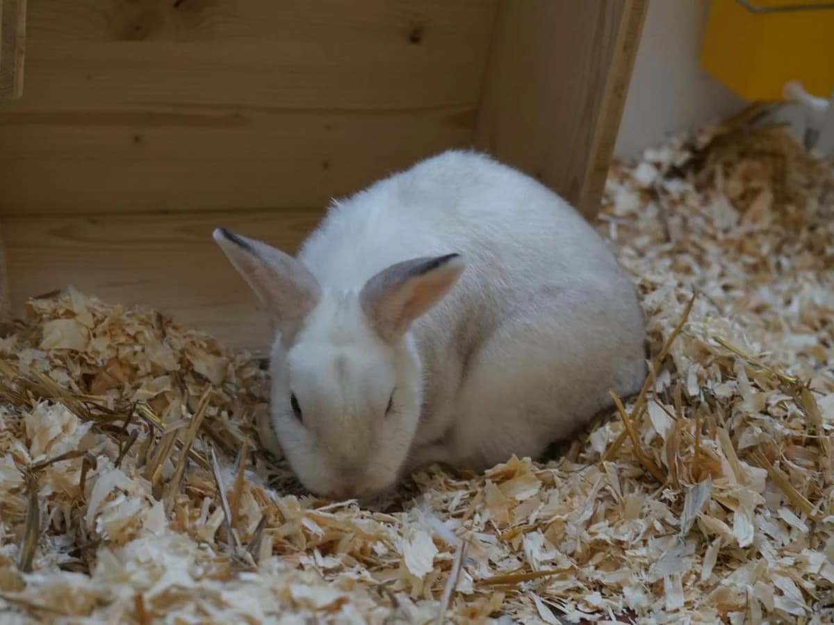 Harry P., weiß schimmernd mit braunen OhrenAlter: adult male mixed breed for adoption at Tierheim Hamburg, Hamburg — photo 3 of 4
