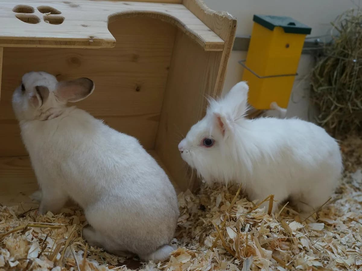 Harry P., weiß schimmernd mit braunen OhrenAlter: adult male mixed breed for adoption at Tierheim Hamburg, Hamburg — photo 4 of 4