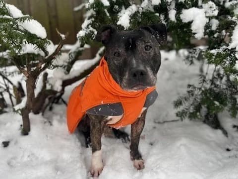 Schmidtke, braun-schwarz gestromt male senior American Staffordshire Terrier for adoption at Tierheim Hamburg, Hamburg