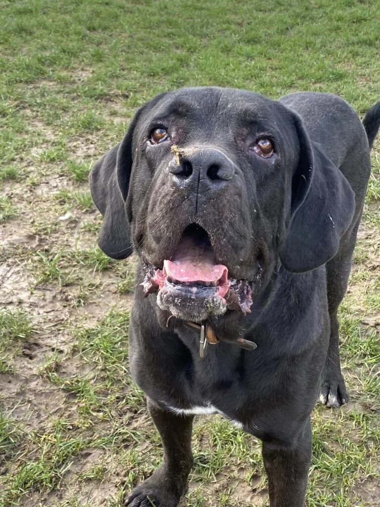 Rocky, male 3yo Cane Corso for adoption at Tierheim Düsseldorf, Düsseldorf