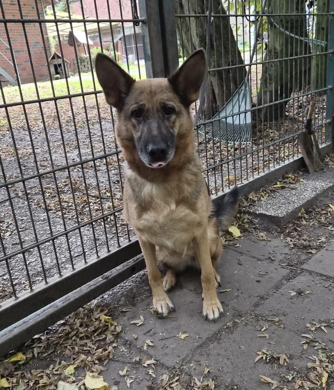 Wolf, male 6yo German Shepherd for adoption at Tierheim Osnabrück, Osnabrück