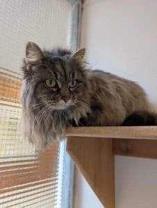 Mara & Pascha, male European Shorthair for adoption at Tierheim Regensburg, Regensburg