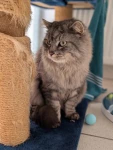 Mara & Pascha, male European Shorthair for adoption at Tierheim Regensburg, Regensburg — photo 2 of 5