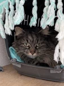 Mara & Pascha, male European Shorthair for adoption at Tierheim Regensburg, Regensburg — photo 3 of 5