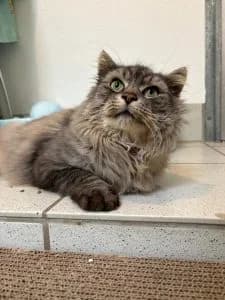 Mara & Pascha, male European Shorthair for adoption at Tierheim Regensburg, Regensburg — photo 4 of 5