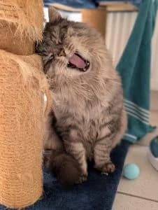 Mara & Pascha, male European Shorthair for adoption at Tierheim Regensburg, Regensburg — photo 5 of 5