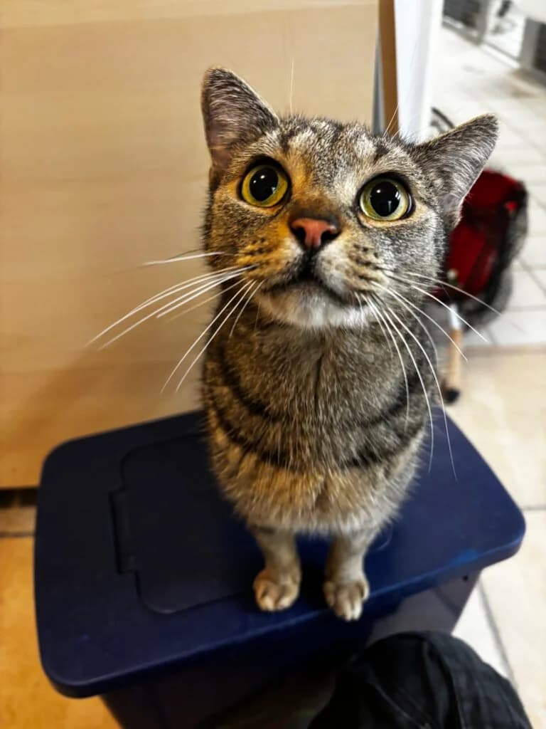 Kater Charly sucht erfahrene Katzenmenschen mit Herz und Verständnis 😼, male 3yo mixed breed for adoption at Tierheim Düsseldorf, Düsseldorf