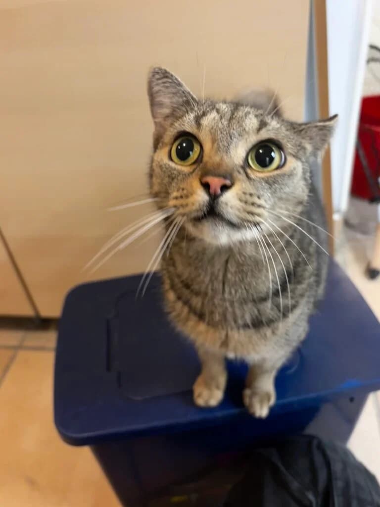 Kater Charly sucht erfahrene Katzenmenschen mit Herz und Verständnis 😼 photo 2