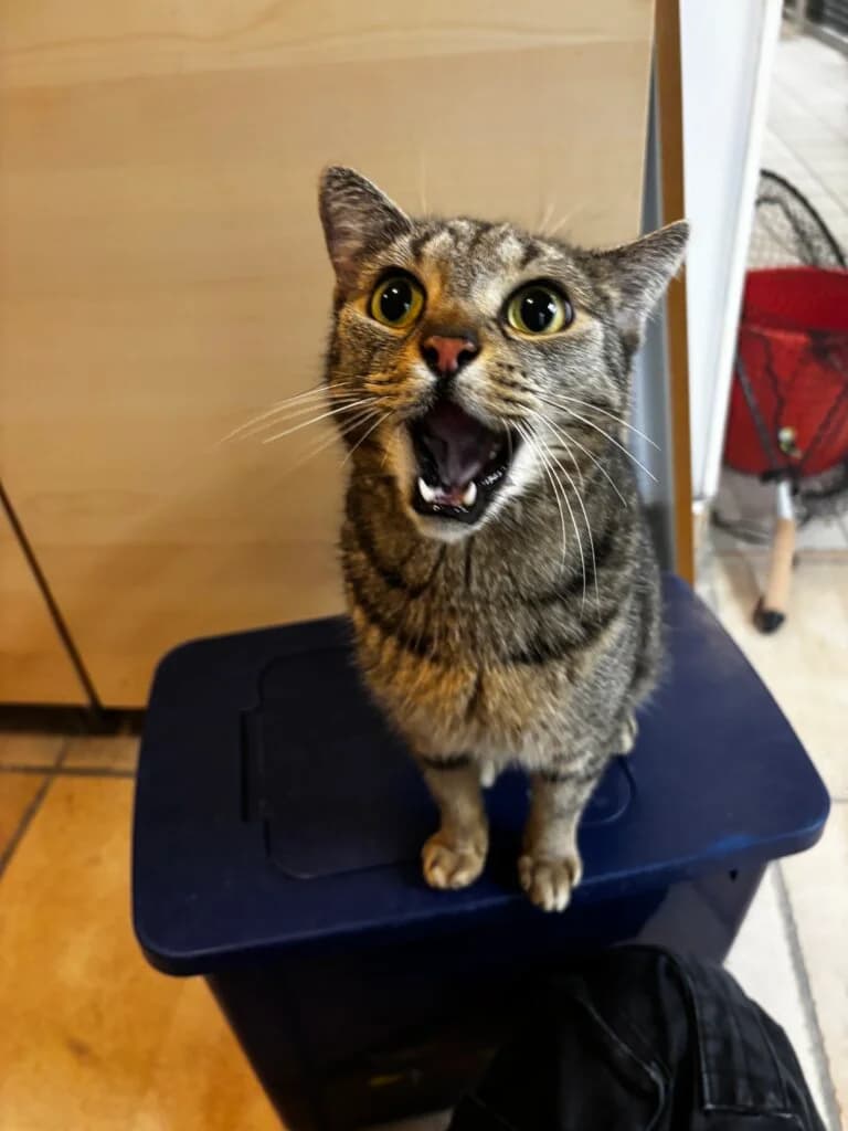 Kater Charly sucht erfahrene Katzenmenschen mit Herz und Verständnis 😼 photo 3