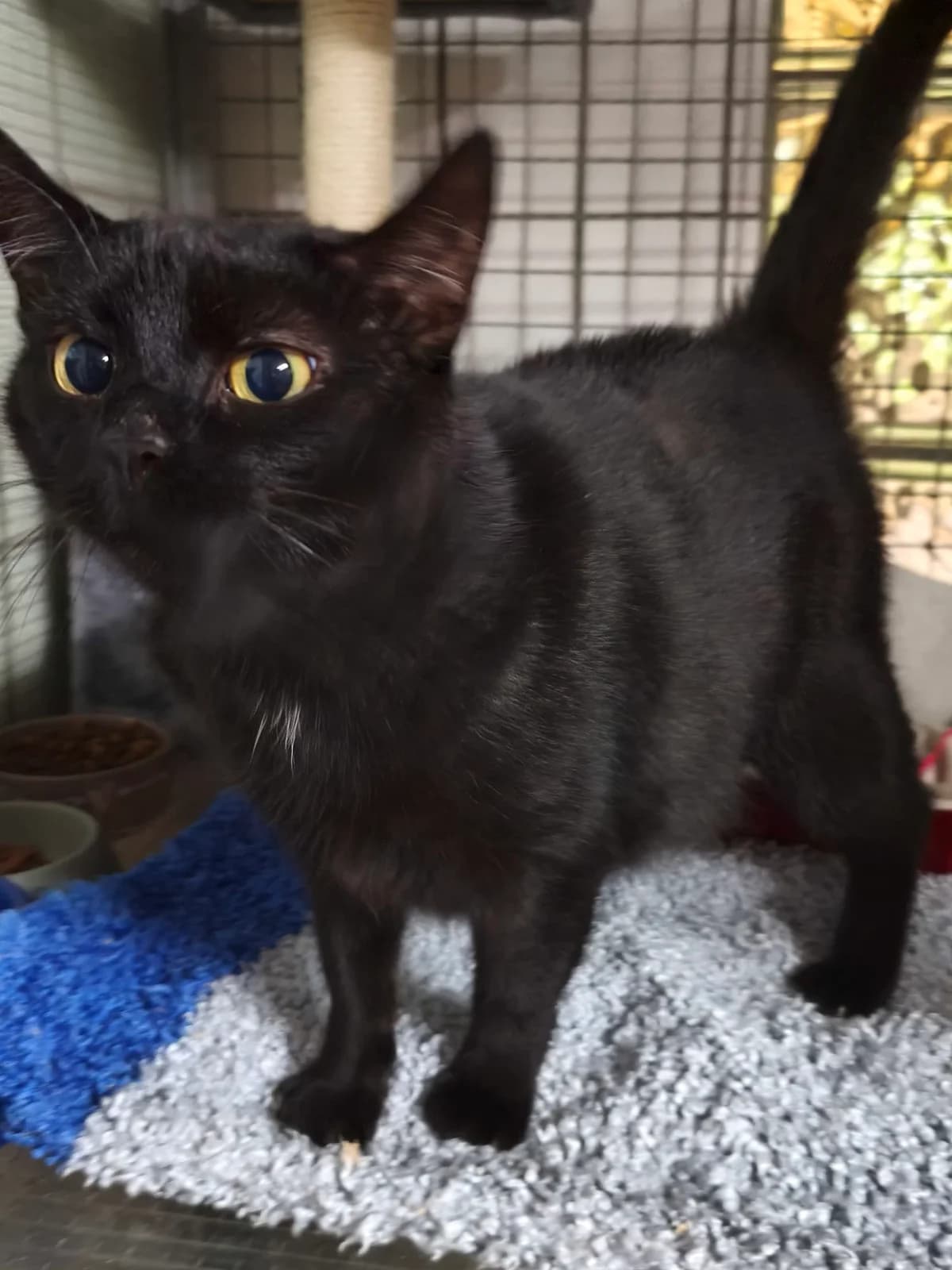 Celi, female 3yo European Shorthair for adoption at Tierheim Osnabrück, Osnabrück