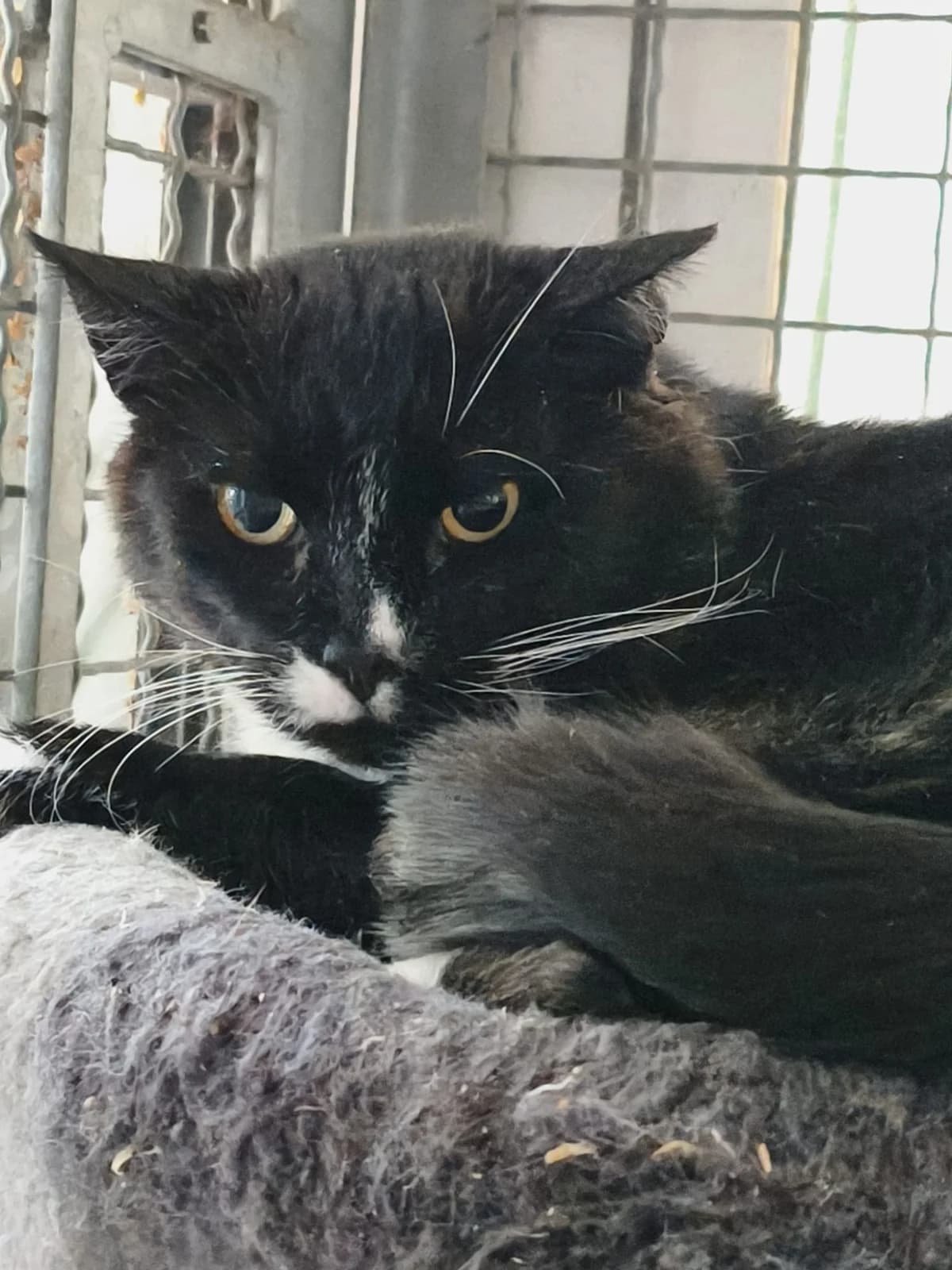 Hans, male European Shorthair for adoption at Tierheim Osnabrück, Osnabrück