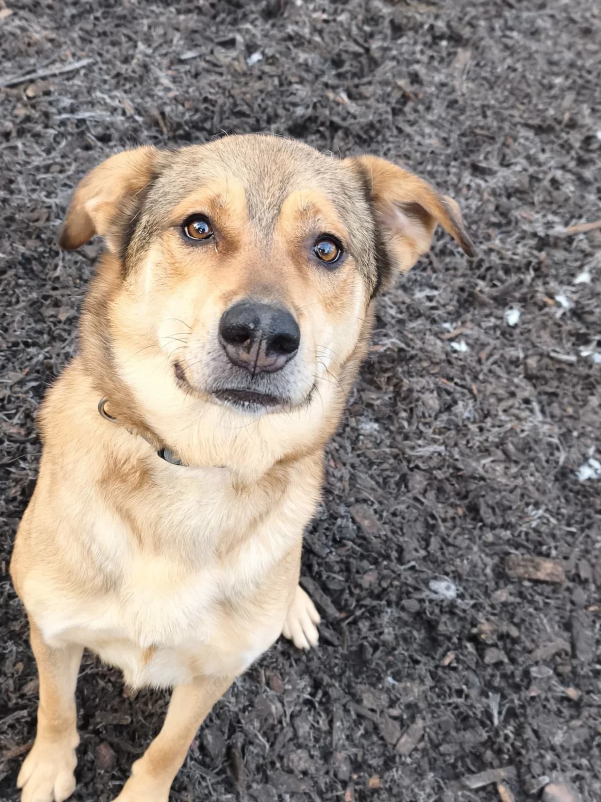 Frieda, female 3yo Mixed Breed for adoption at Tierheim Osnabrück, Osnabrück