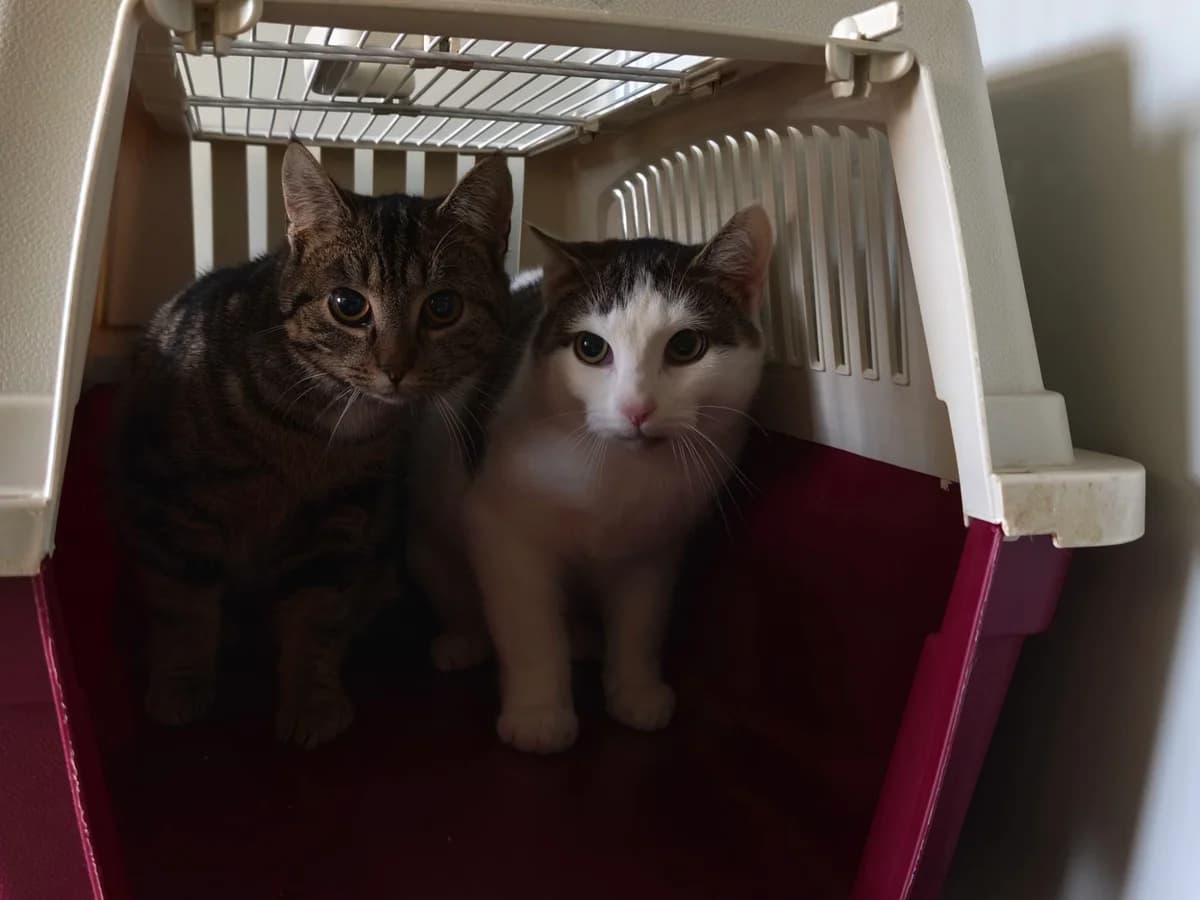 Iris und Minte, female European Shorthair for adoption at Tierheim Osnabrück, Osnabrück