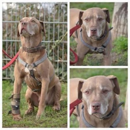 Tshabo, male senior American Staffordshire Terrier for adoption at Tierheim Wiesbaden, Wiesbaden