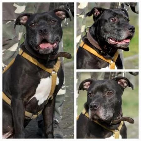 Spike, male senior American Staffordshire Terrier for adoption at Tierheim Wiesbaden, Wiesbaden