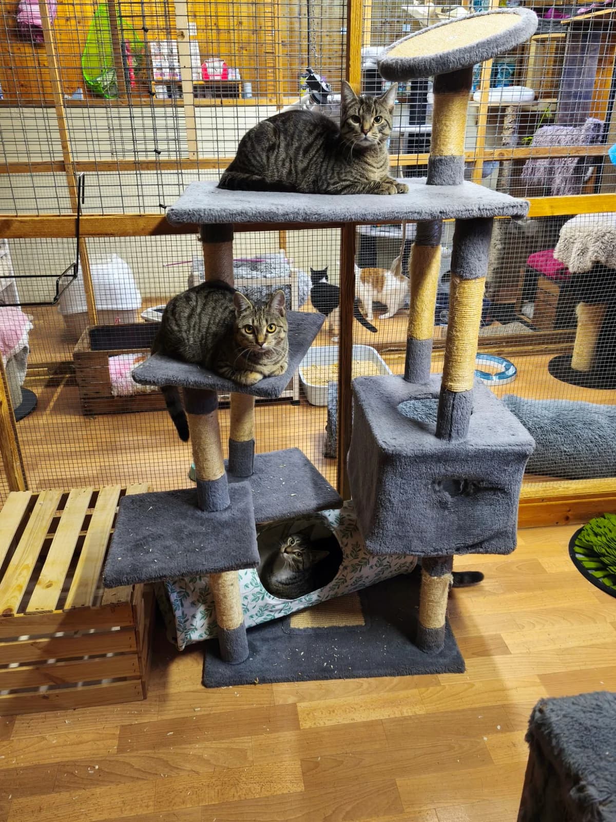Mia, Sam* und Leo*,  puppy European Shorthair for adoption at Tierheim Osnabrück, Osnabrück