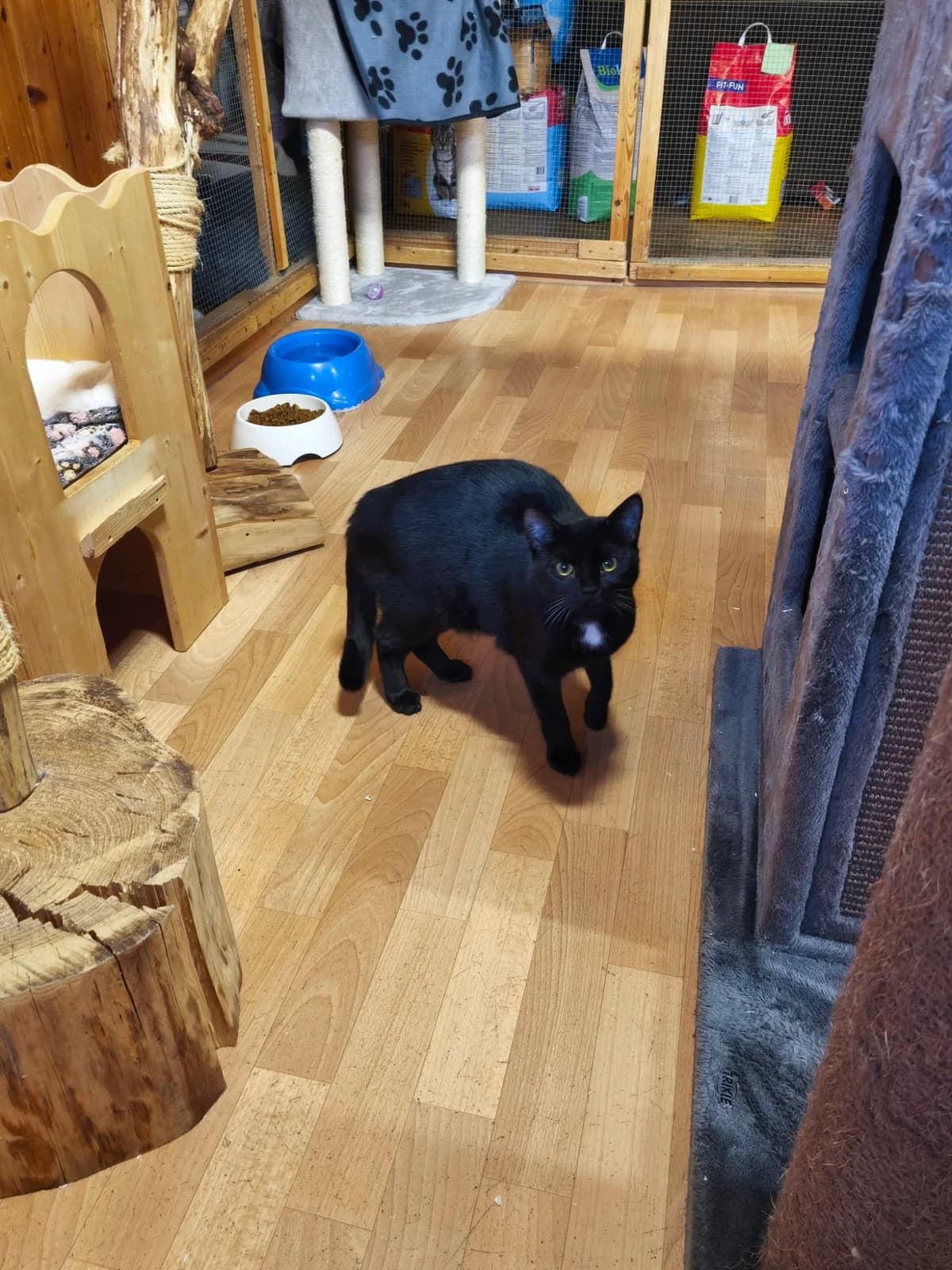 Deleila, female senior German Shepherd for adoption at Animal welfare Rheiderland E. V., Weener