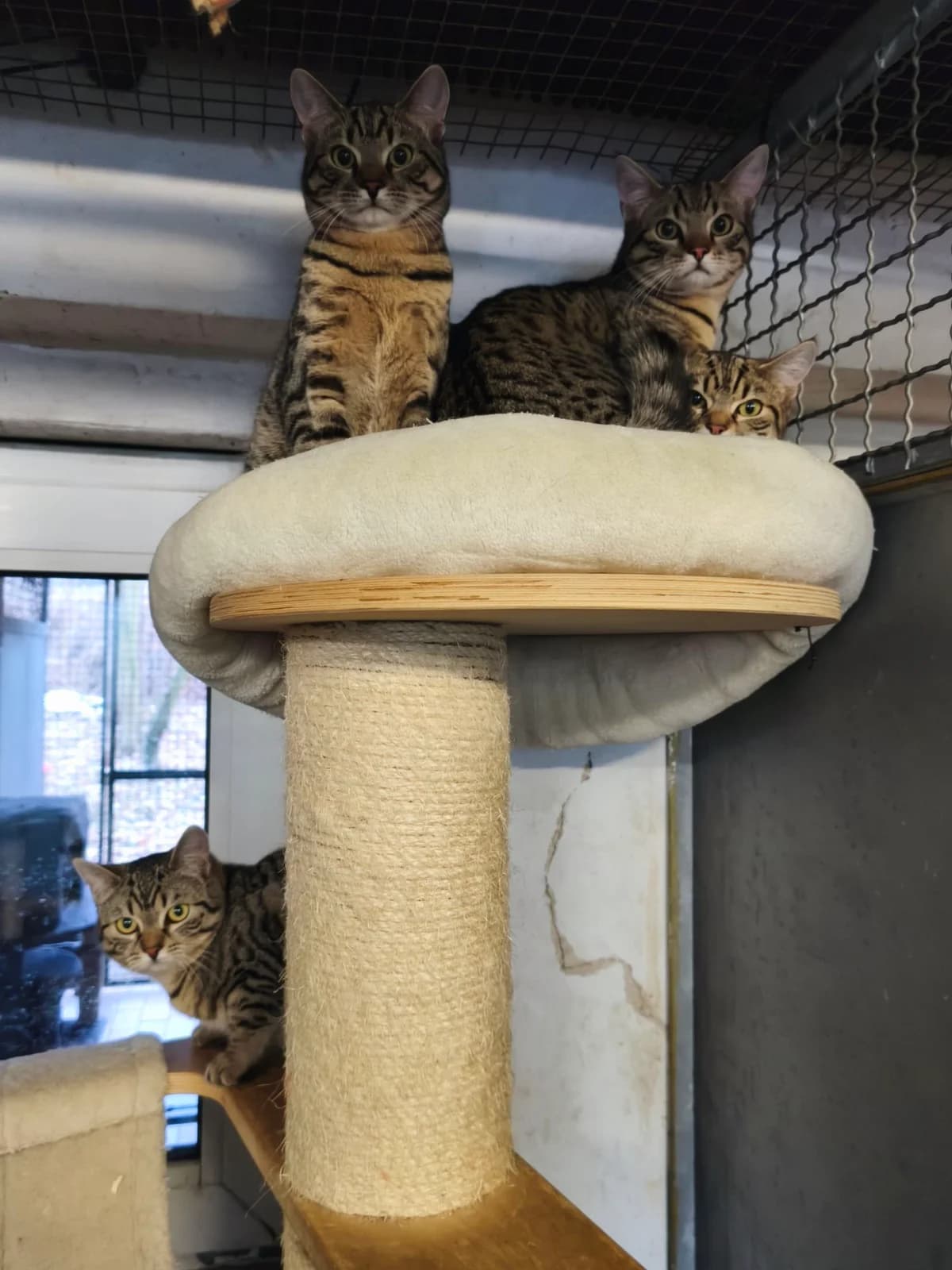 Hunter, Kovu, Kiara und Amber,  young Bengal for adoption at Tierheim Osnabrück, Osnabrück