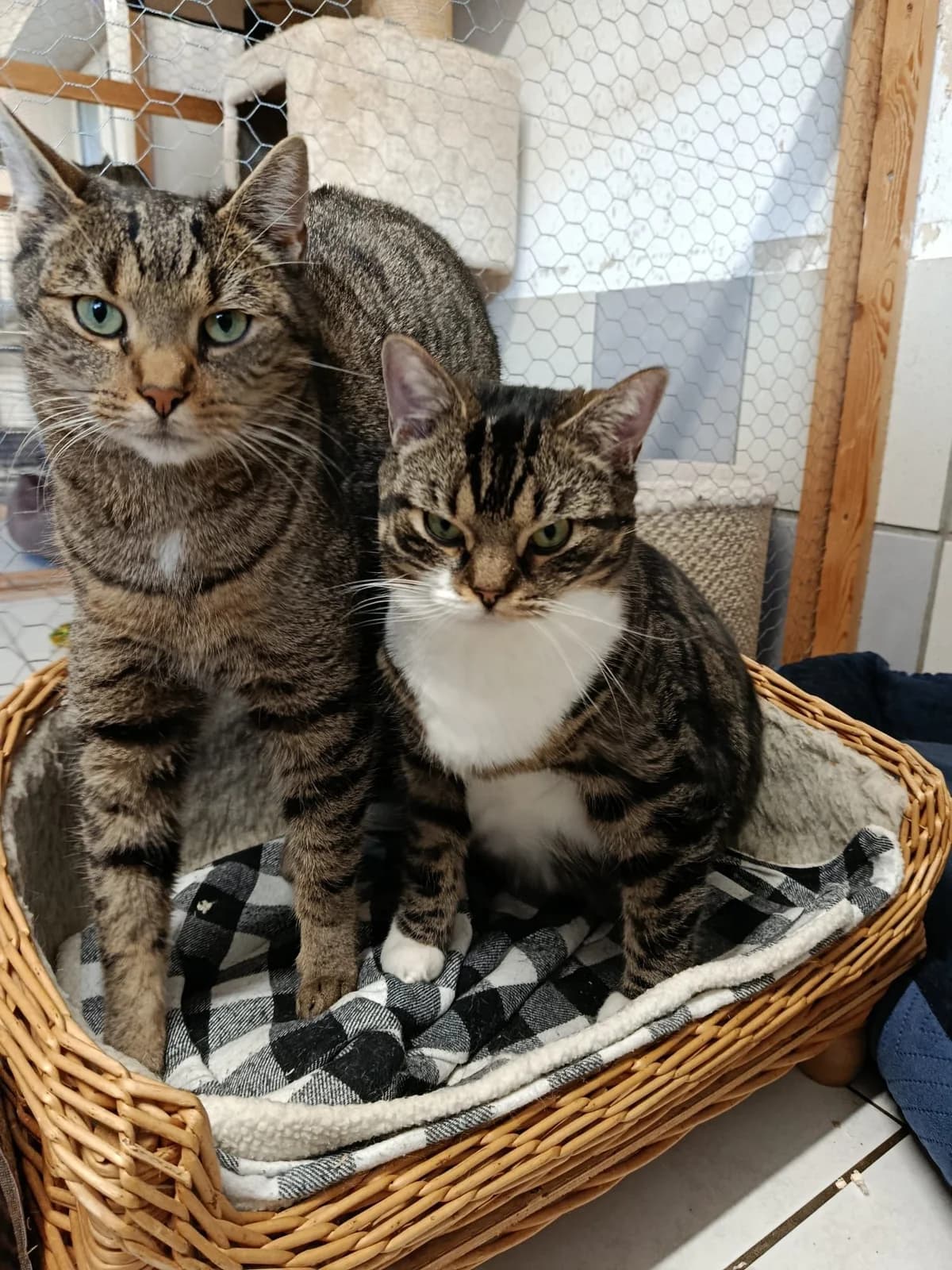 Jule und Maik,  young European Shorthair for adoption at Tierheim Osnabrück, Osnabrück